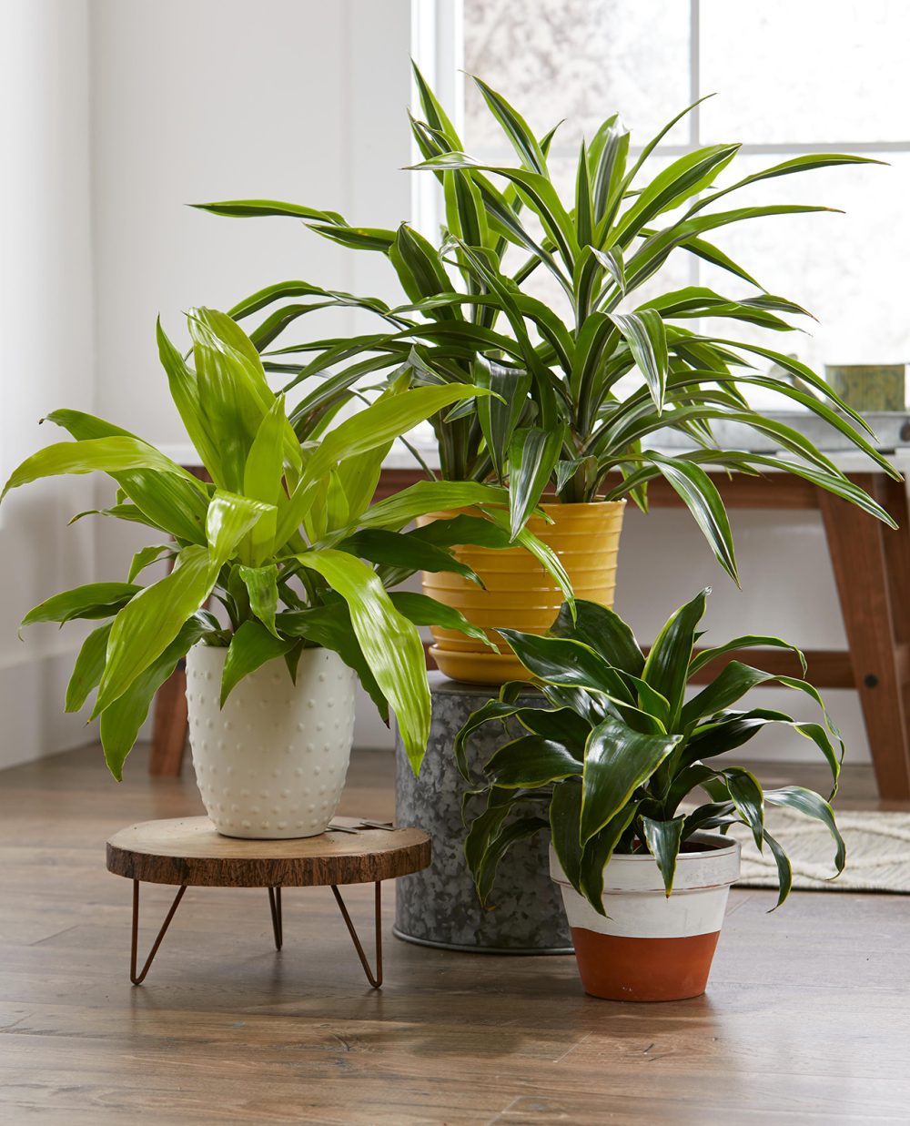 House Plant